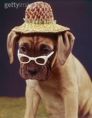 Vraiment trop classe ce petit chien !!!!! mdr.