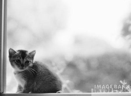 Je crois que si vous n'ailmer pas les animaux il faut pas trop aller dans mon blog !!!!